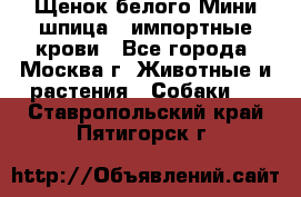 Щенок белого Мини шпица , импортные крови - Все города, Москва г. Животные и растения » Собаки   . Ставропольский край,Пятигорск г.